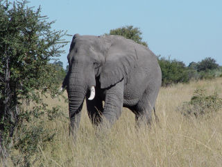 Afrika1
