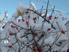 Hagebuttenwinter_V