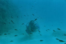 Tropea3